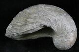 Gryphaea (Devil's Toenail) Fossil Oyster - Jurassic #25978-1